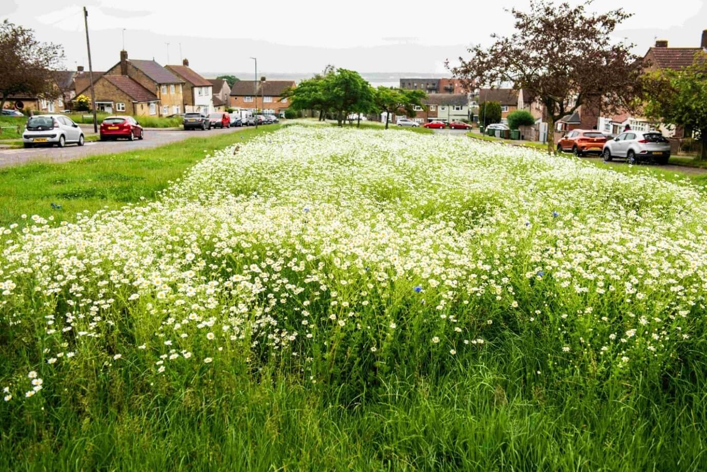 wildflowers blooming across the estate
