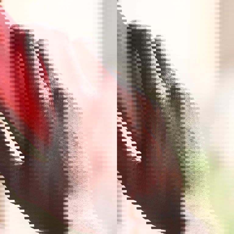 man holding a red phone to his ear making a call man holding a red phone to his ear making a call