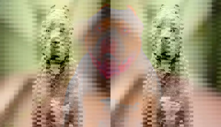 brow Xl bully dog brow Xl bully dog