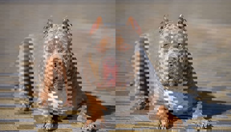 XL bully sitting on outdoors XL bully sitting on outdoors