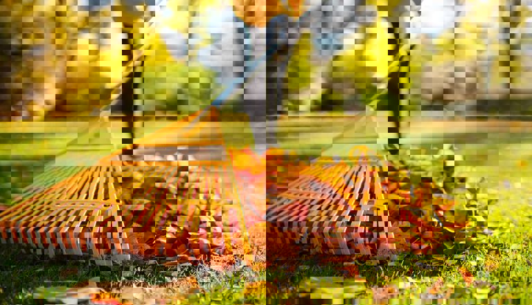 Person raking autumn leaves Person raking autumn leaves